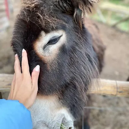 Mountain Eco Shelter 6 Tente de luxe *