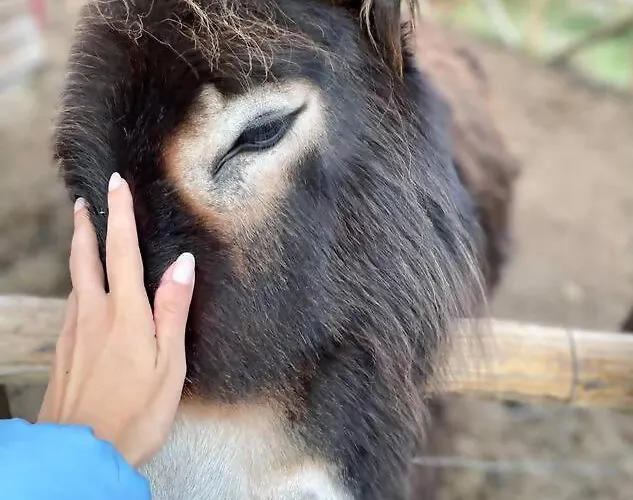 Mountain Eco Shelter 6 Luxussátor *