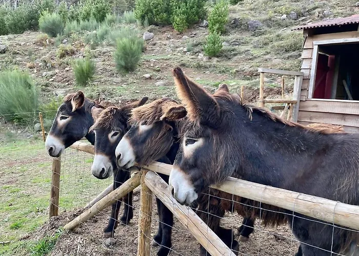 Luxussátor Mountain Eco Shelter 6 *